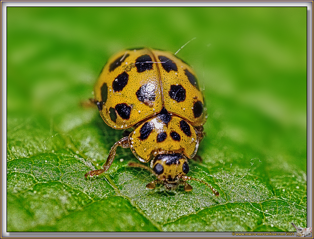 Coccinelle